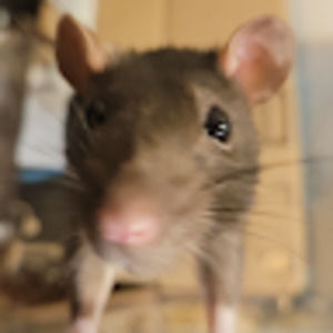 Meet your Posher, Bill